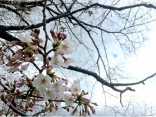 花見!夜桜!サクラ祭り!? 春だね!入学式写真とか、証明写真とか!!とか!!