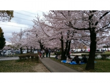 花見!!夜桜!!まぜそば!!小島屋!!