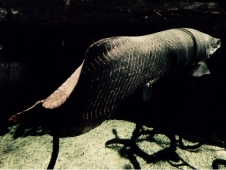 スマホ(iphone)撮影で綺麗な写真を残そう!!水族館編